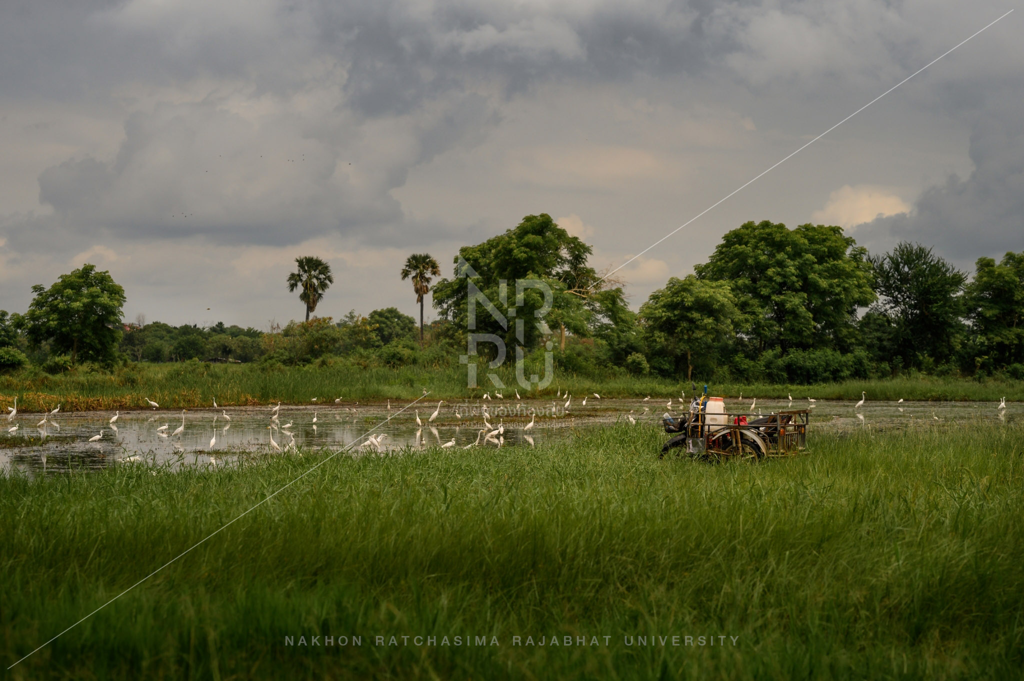 Rice Field in Talat Sub-District (5)
